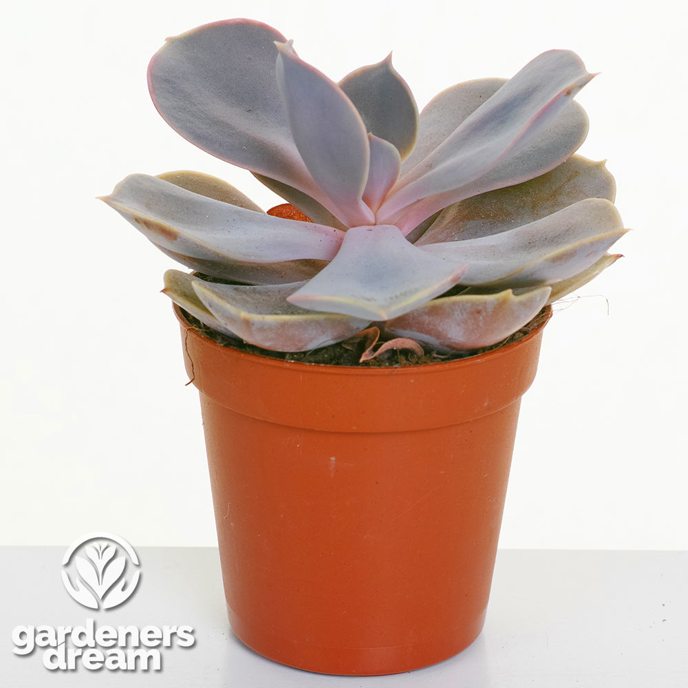Echeveria Mix (5cm, 10 plants)
