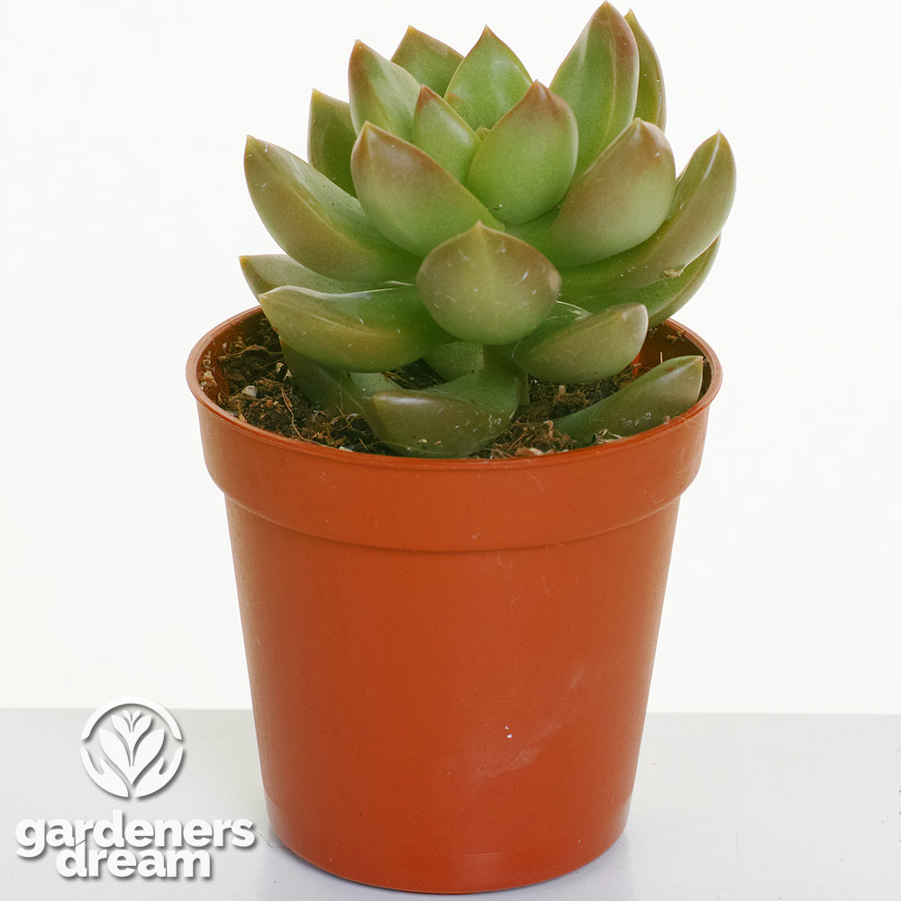 Echeveria Mix (5cm, 10 plants)