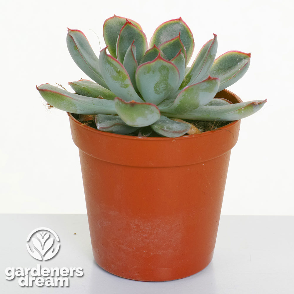 Echeveria Mix (5cm, 10 plants)