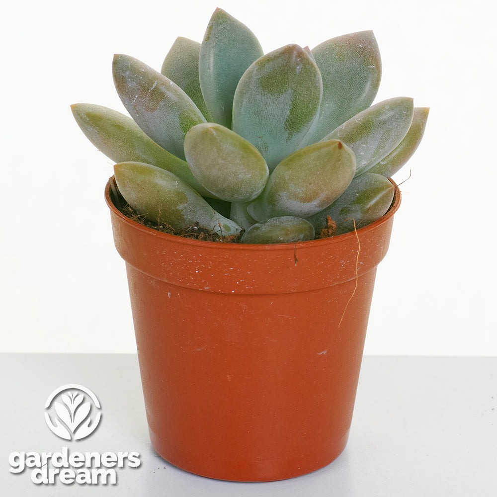 Echeveria Mix (5cm, 5 plants)