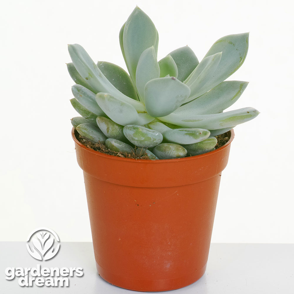 Echeveria Mix (5cm, 10 plants)