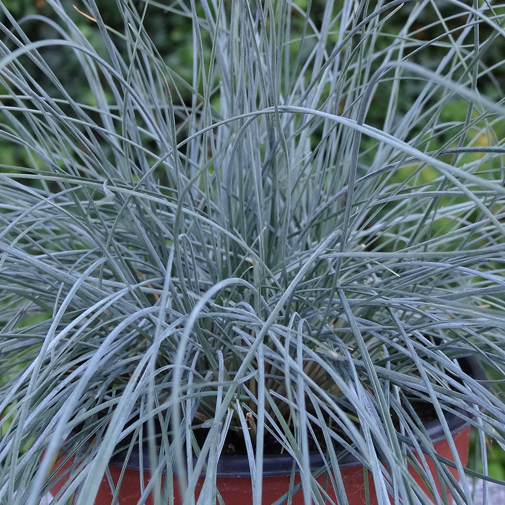 Festuca Elijah Blue (9cm)