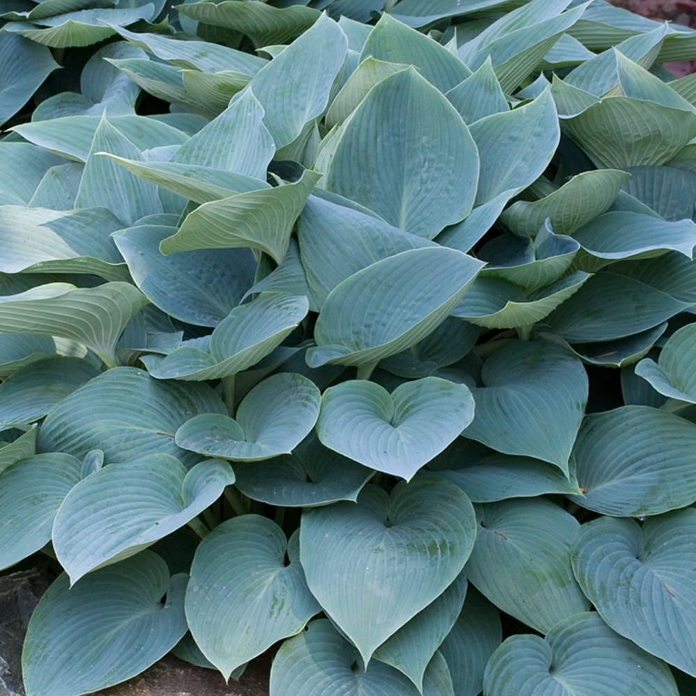 Hosta Halcyon