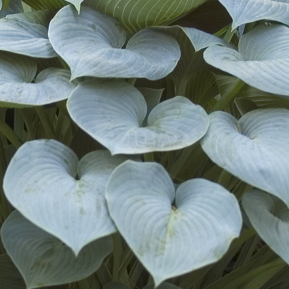 Hosta Halcyon