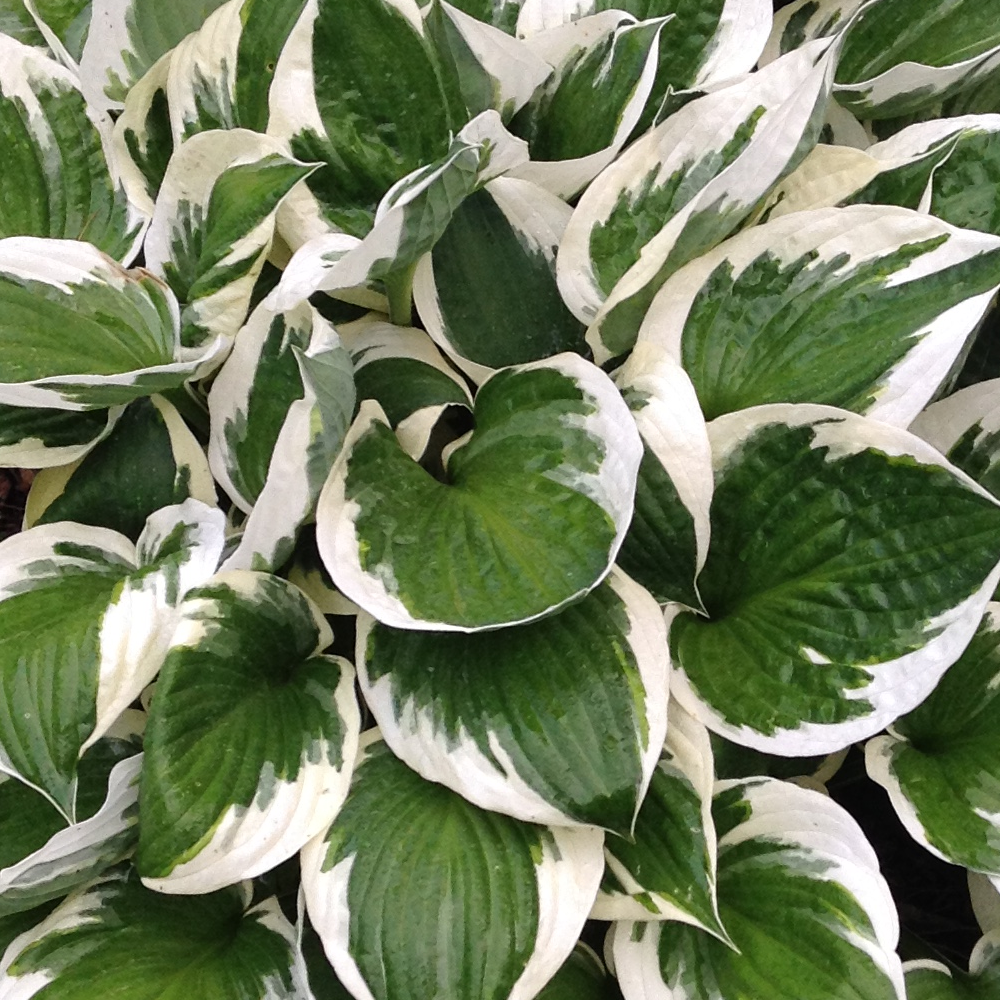 Hosta Minute Man (9cm)