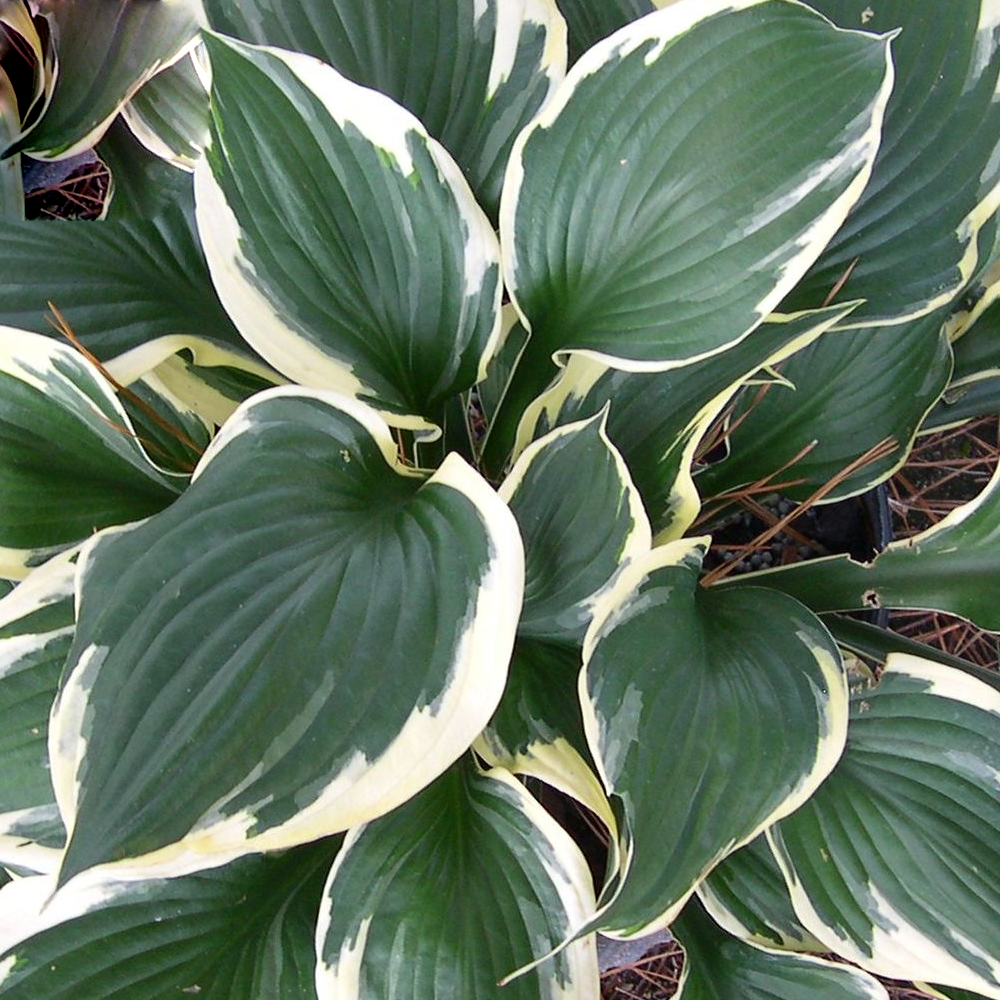 Hosta Patriot