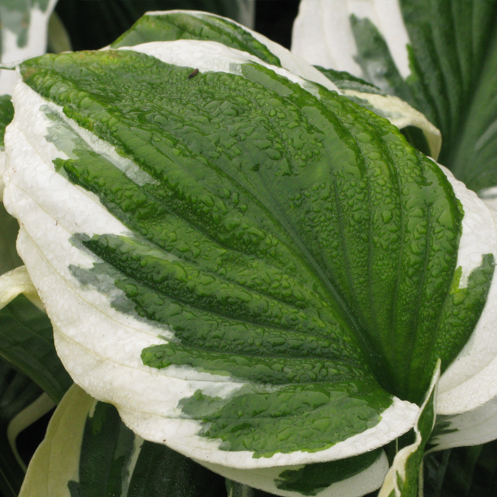 Hosta Patriot