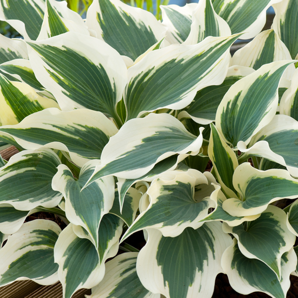 Hosta Wide Brim