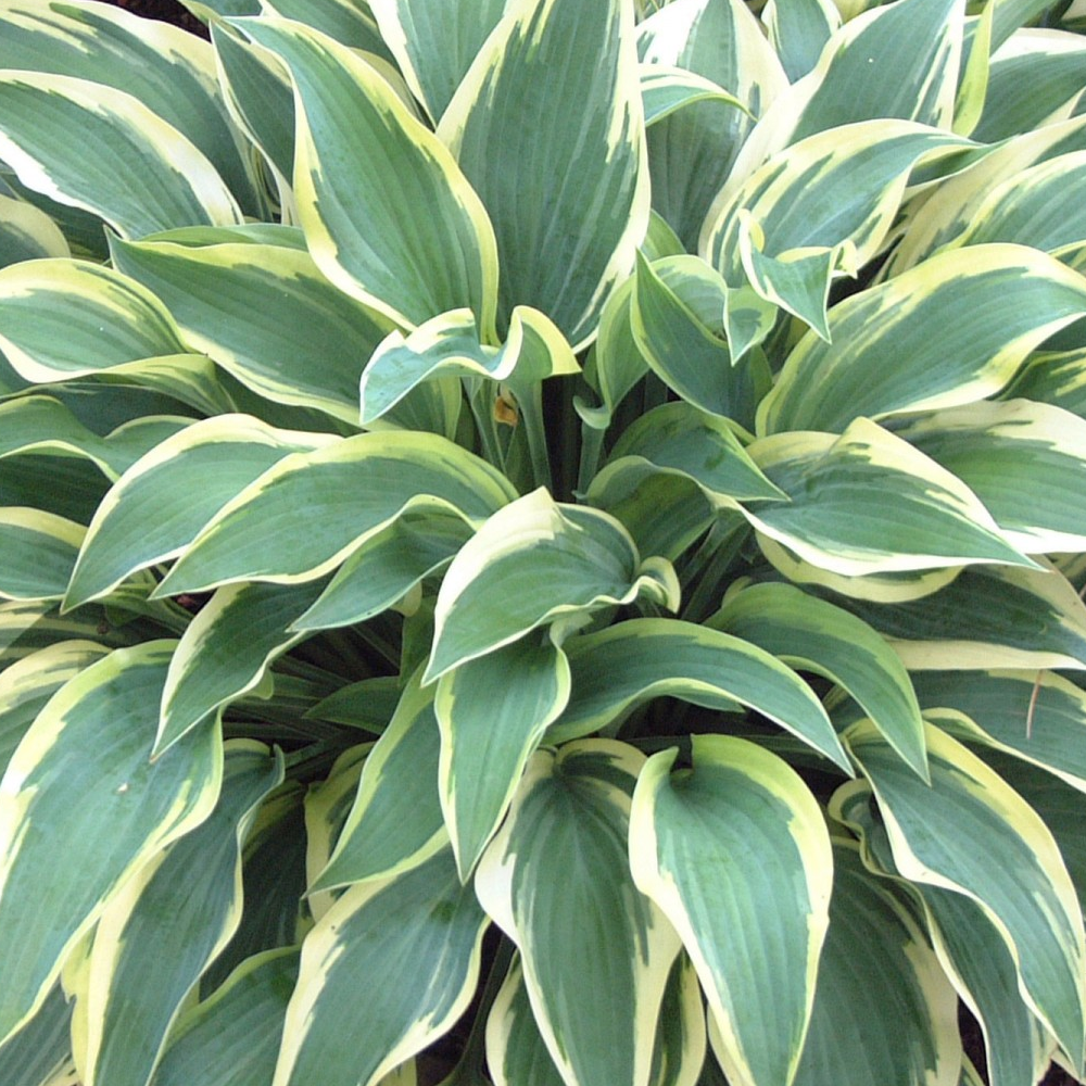 Hosta Wide Brim