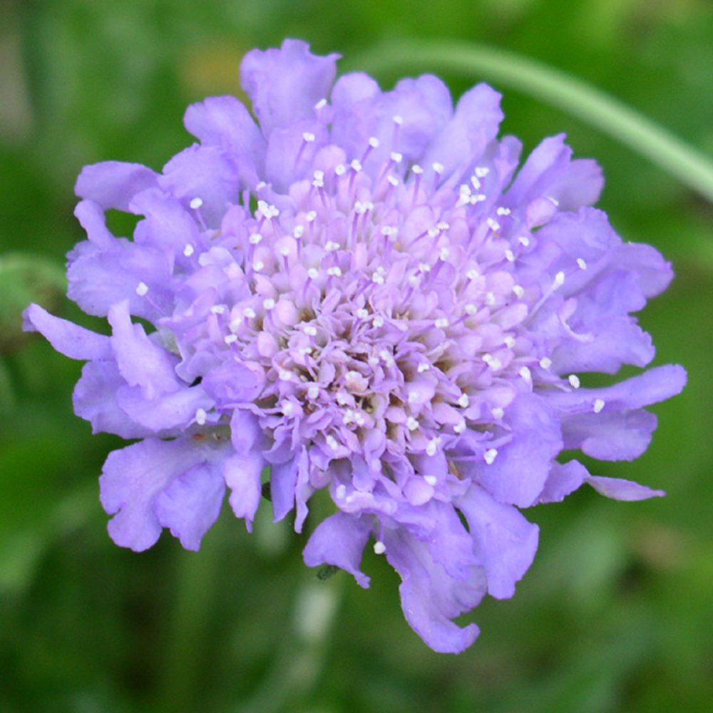 Scabiosa Butterfly Blue