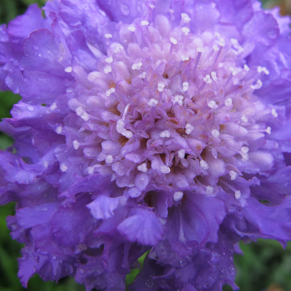 Scabiosa Butterfly Blue