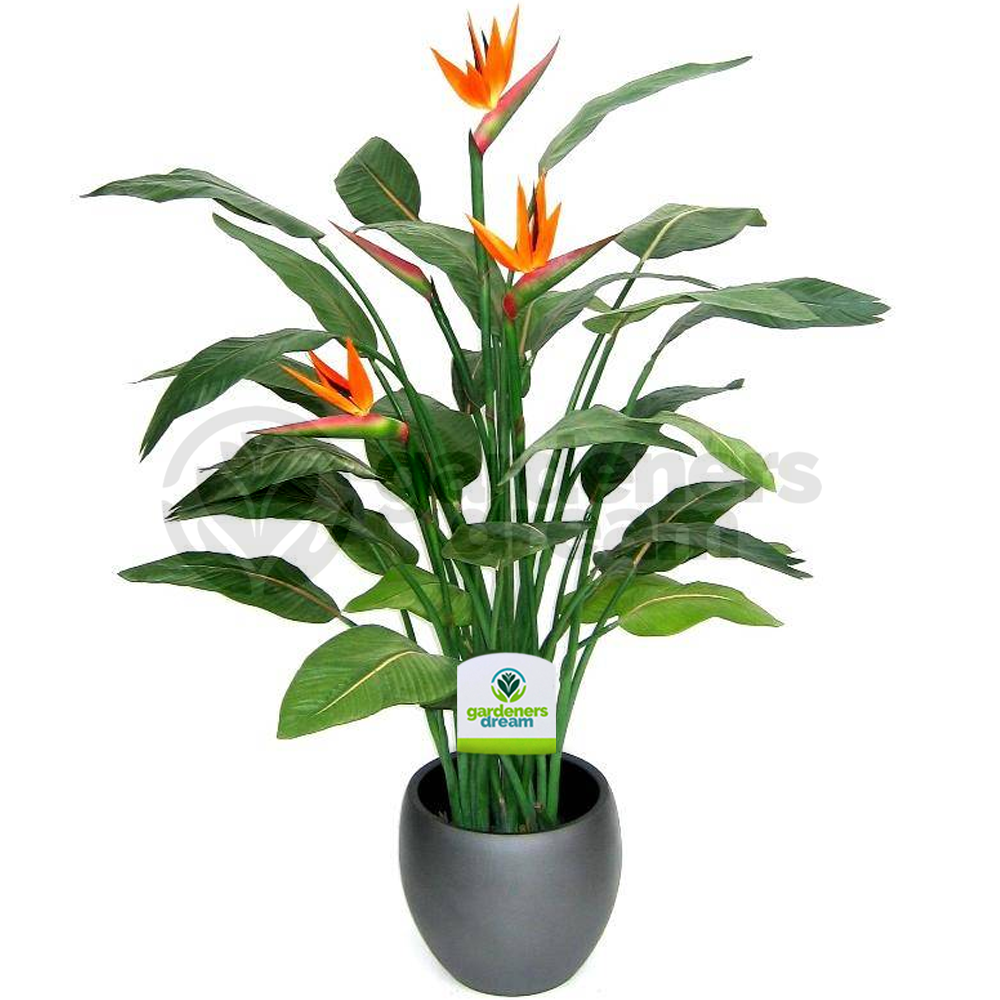Strelitzia (12cm)