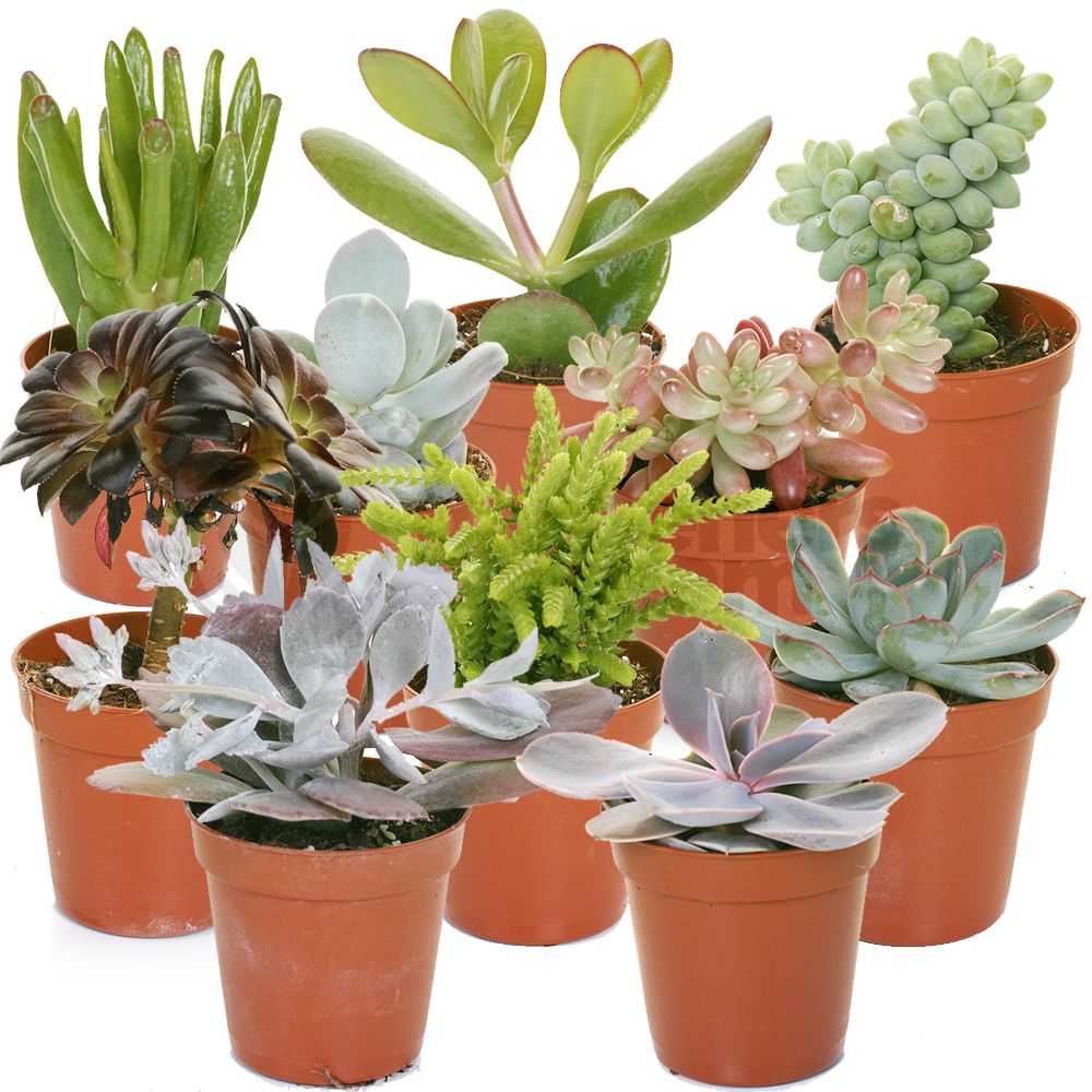 Succulent Mix (5.5cm, 5 plants)