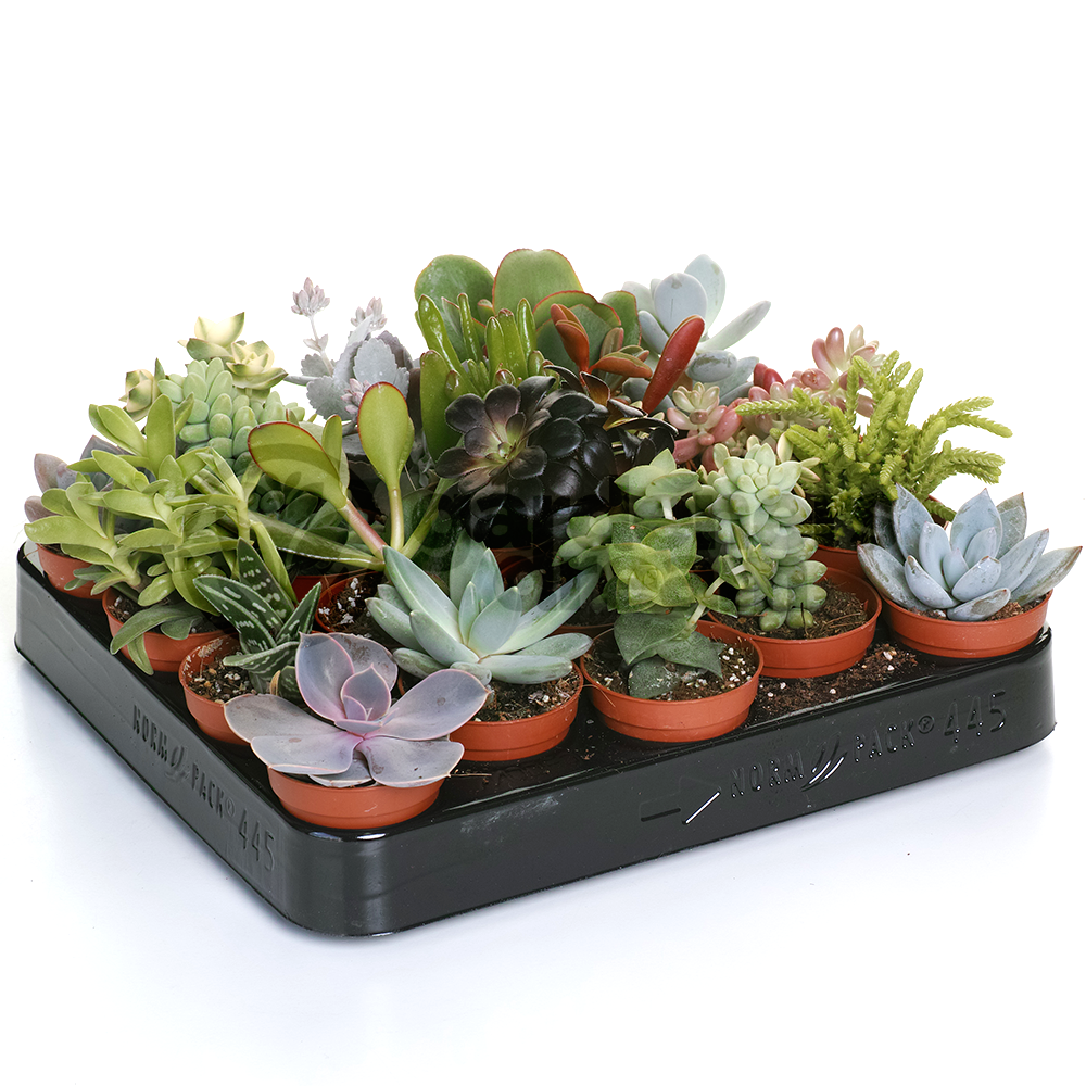 Succulent Mix (5.5cm, 5 plants)