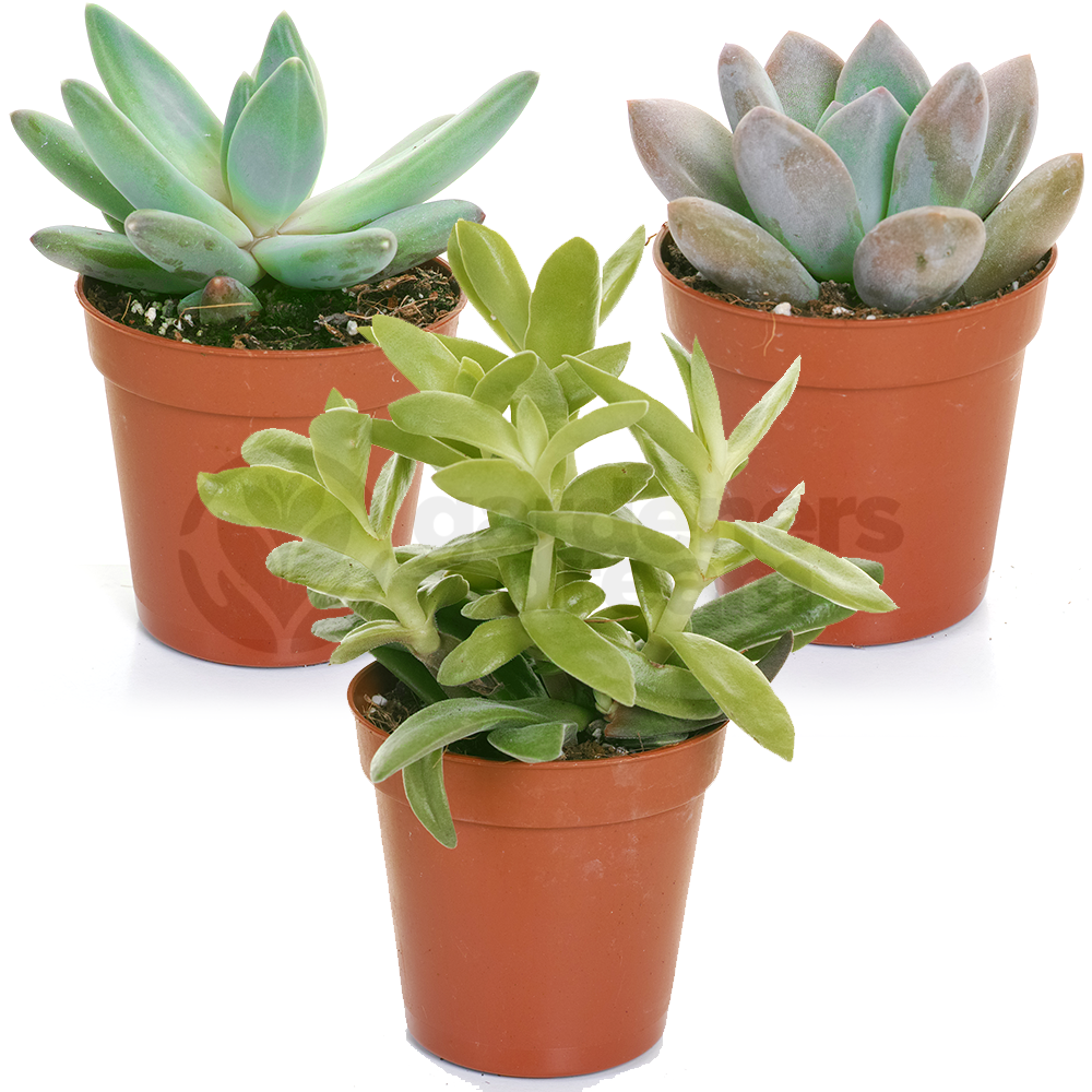 Succulent Mix (5.5cm, 5 plants)