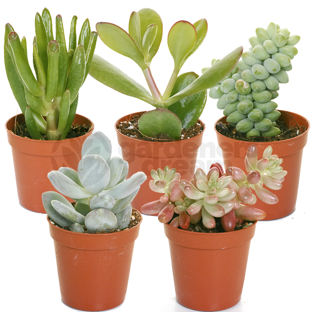 Succulent Mix (5.5cm, 5 plants)