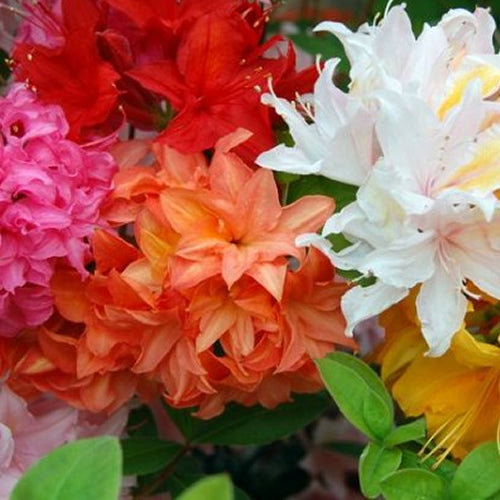 Azalea Mix (9cm, Pack of 3)