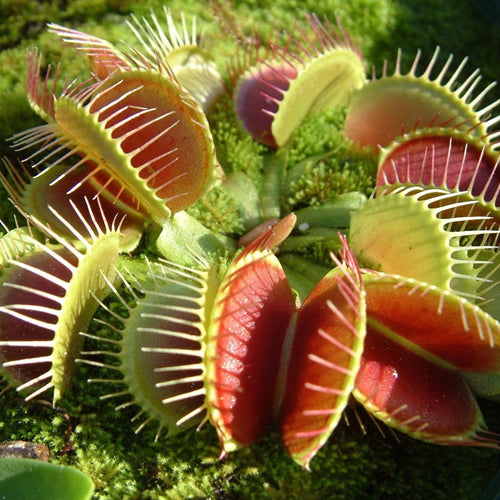 Venus Flytrap (9cm) (2 Plants) Amazon Only