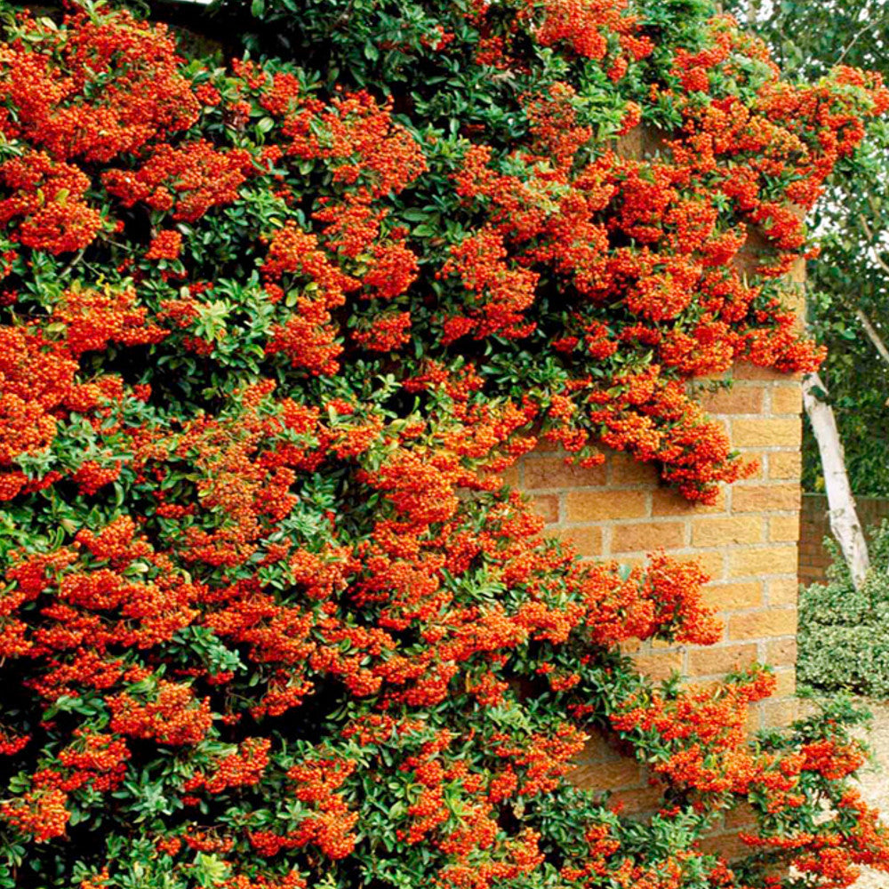 Pyracantha Orange Glow