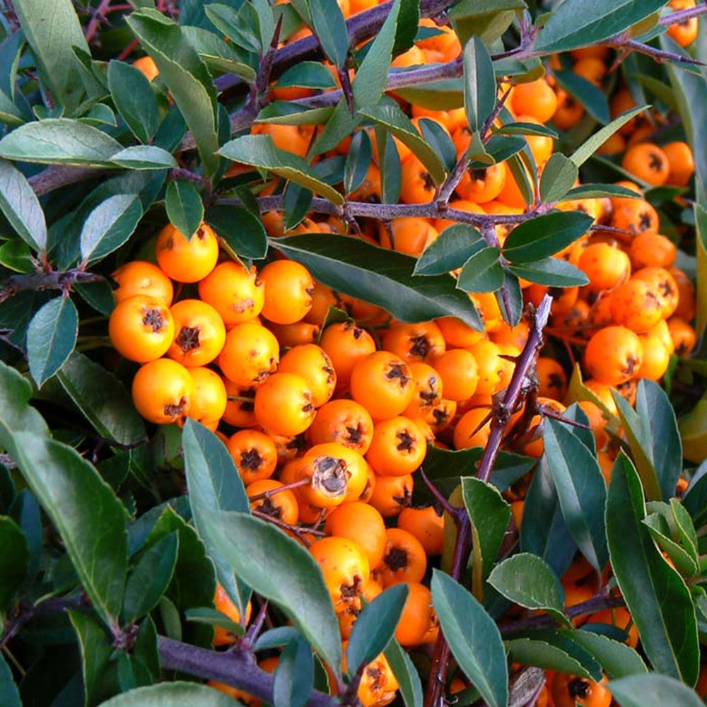 Pyracantha Orange Glow