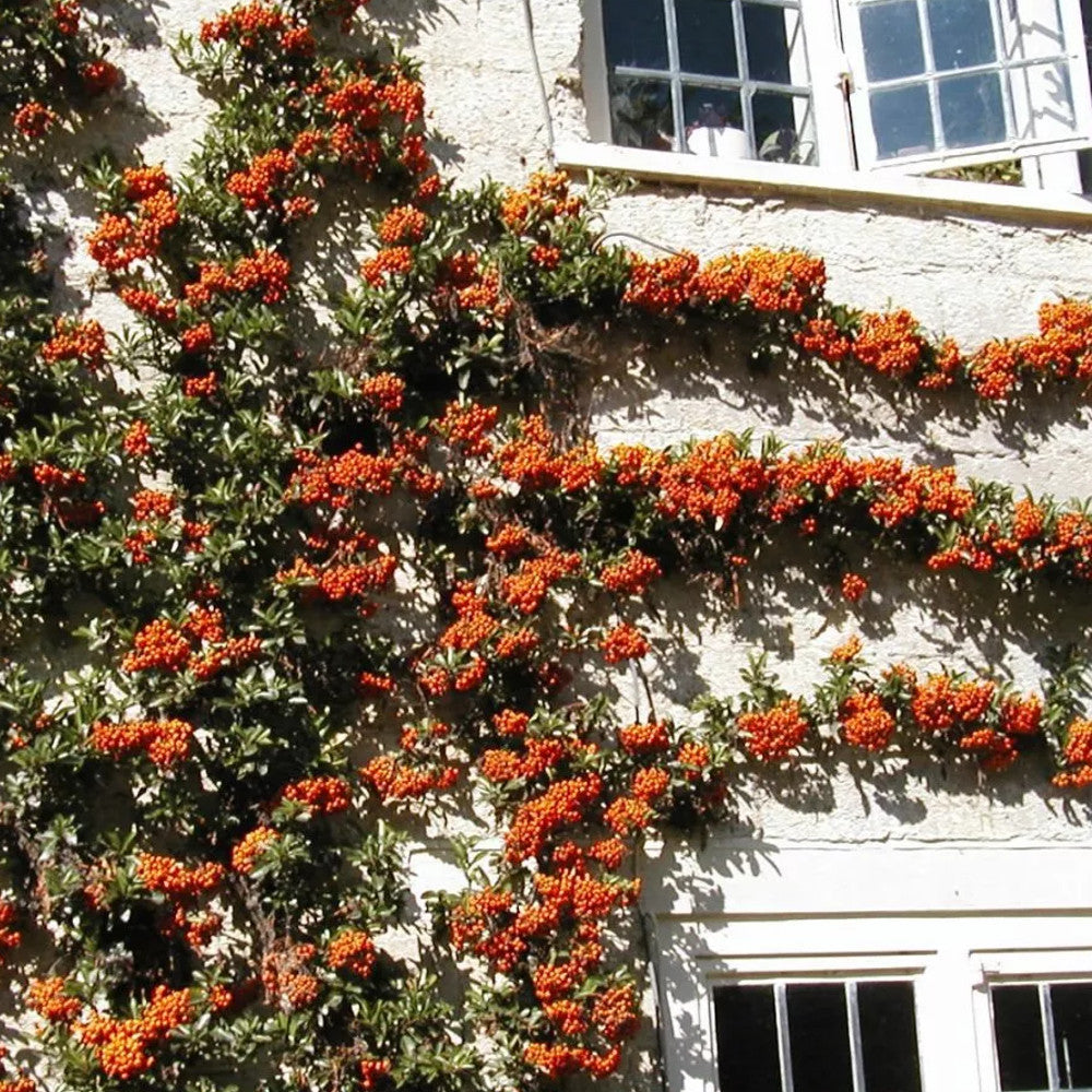 Pyracantha Orange Glow