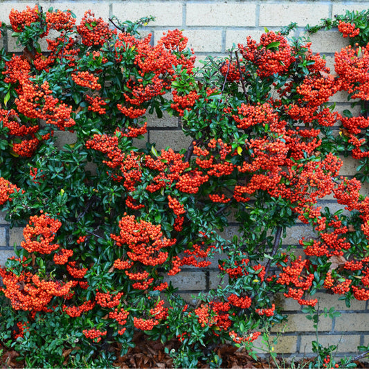 Pyracantha Red Column