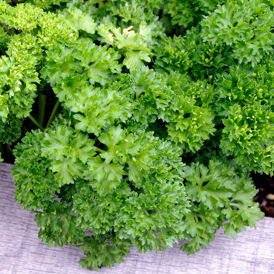 Vegetable - Parsley Curly