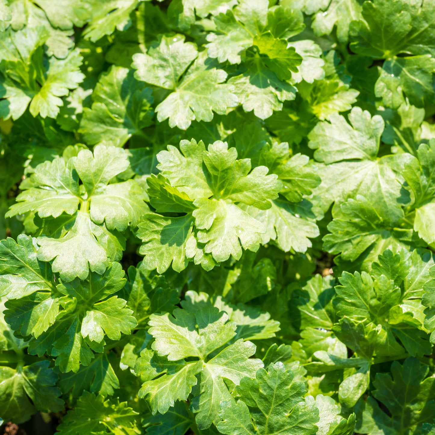 Vegetable - Parsley Flat Leaf