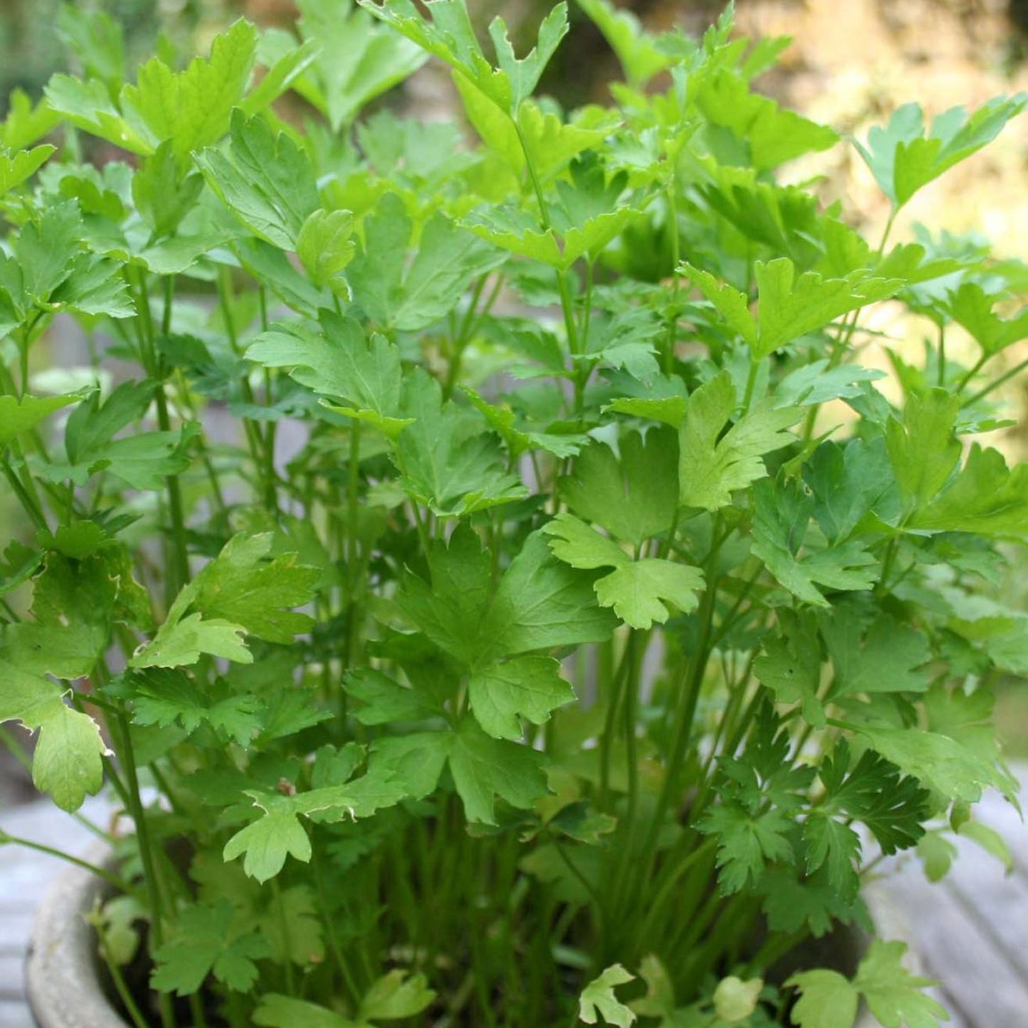 Vegetable - Parsley Flat Leaf