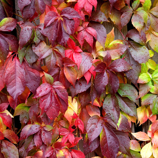 Parthenocissus Engelmannii