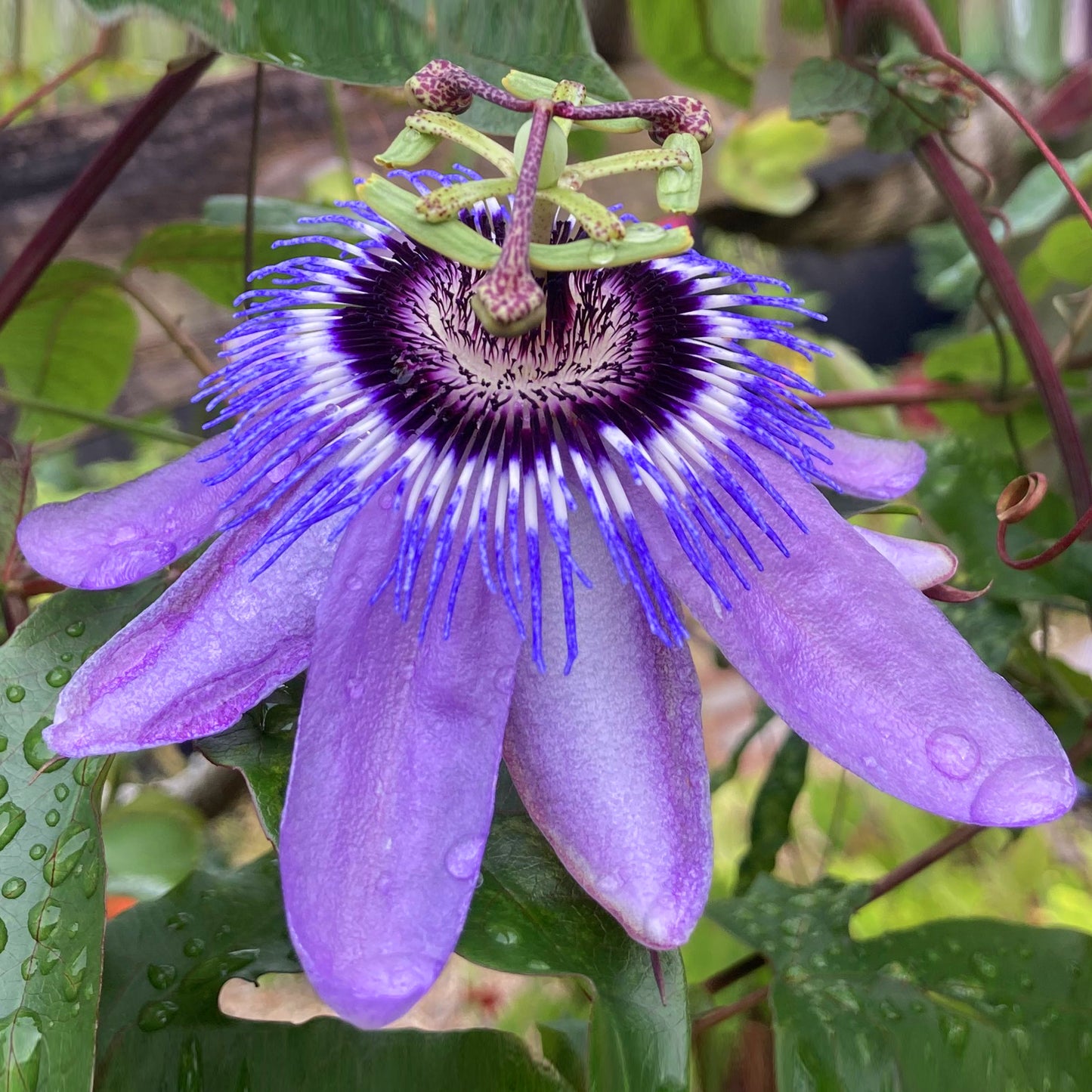 Passiflora Betty Myles Young