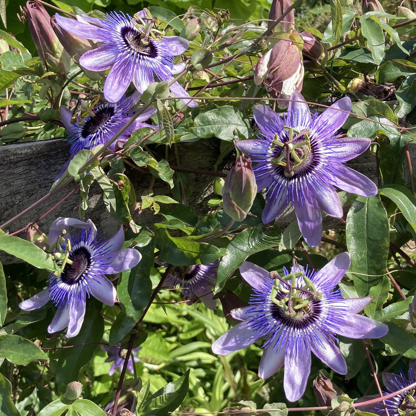 Passiflora Betty Myles Young