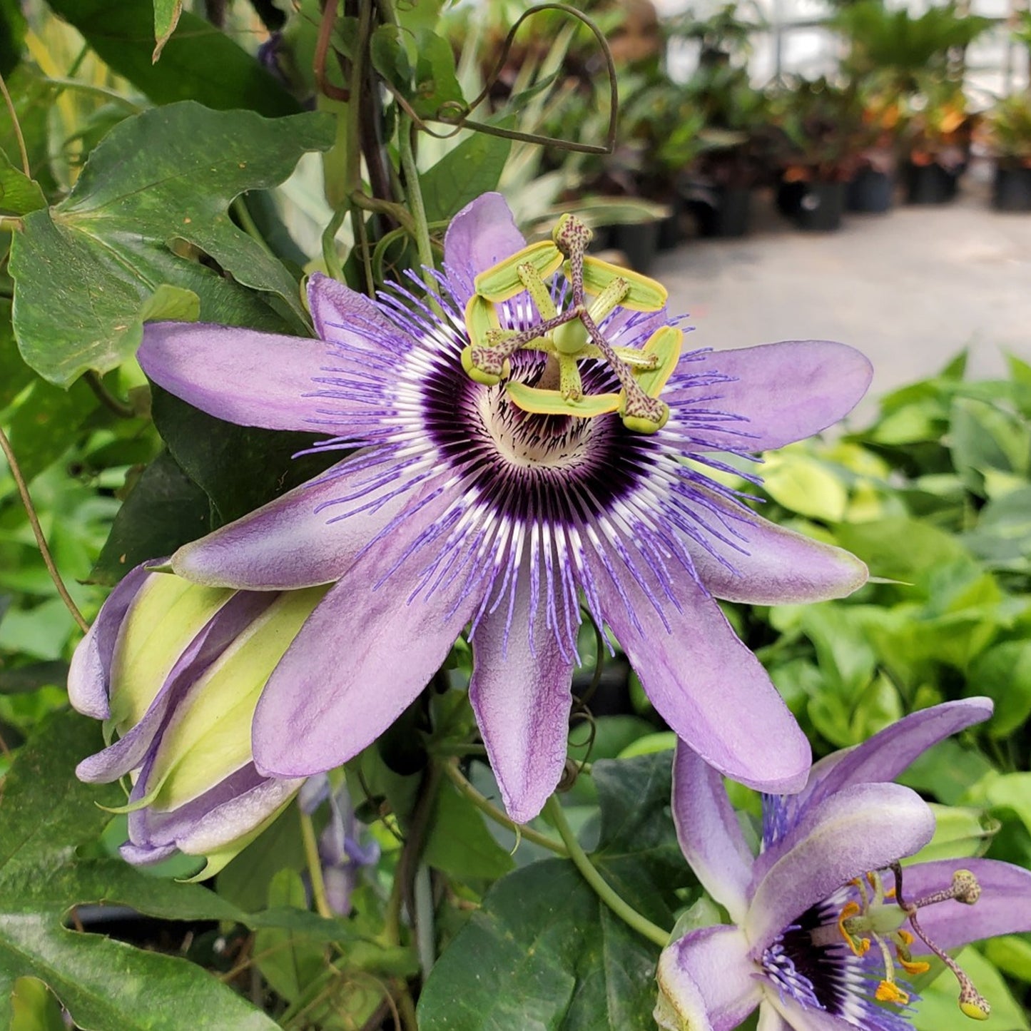 Passiflora Betty Myles Young