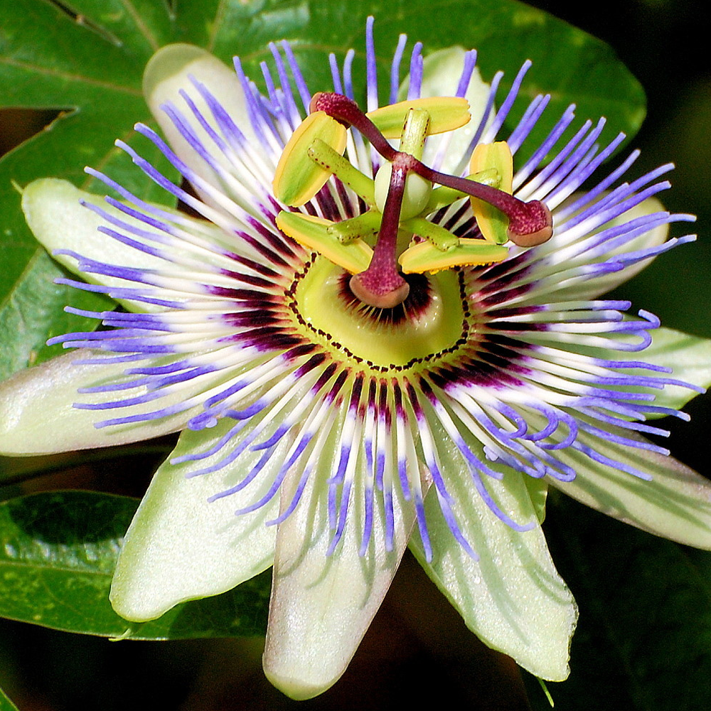 Passiflora Caerulea (9cm)