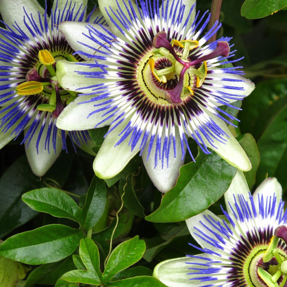 Passiflora Caerulea (9cm)