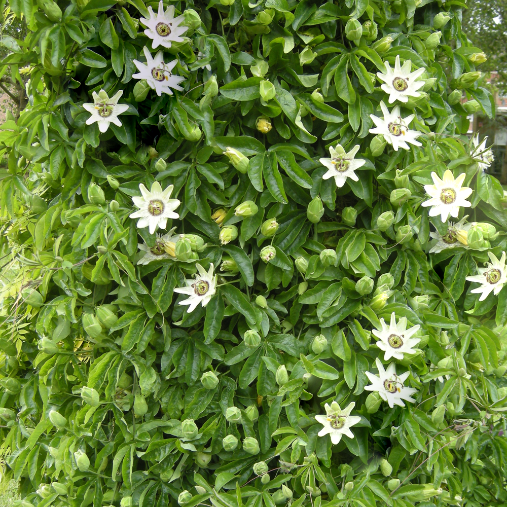 Passiflora Caerulea (9cm)