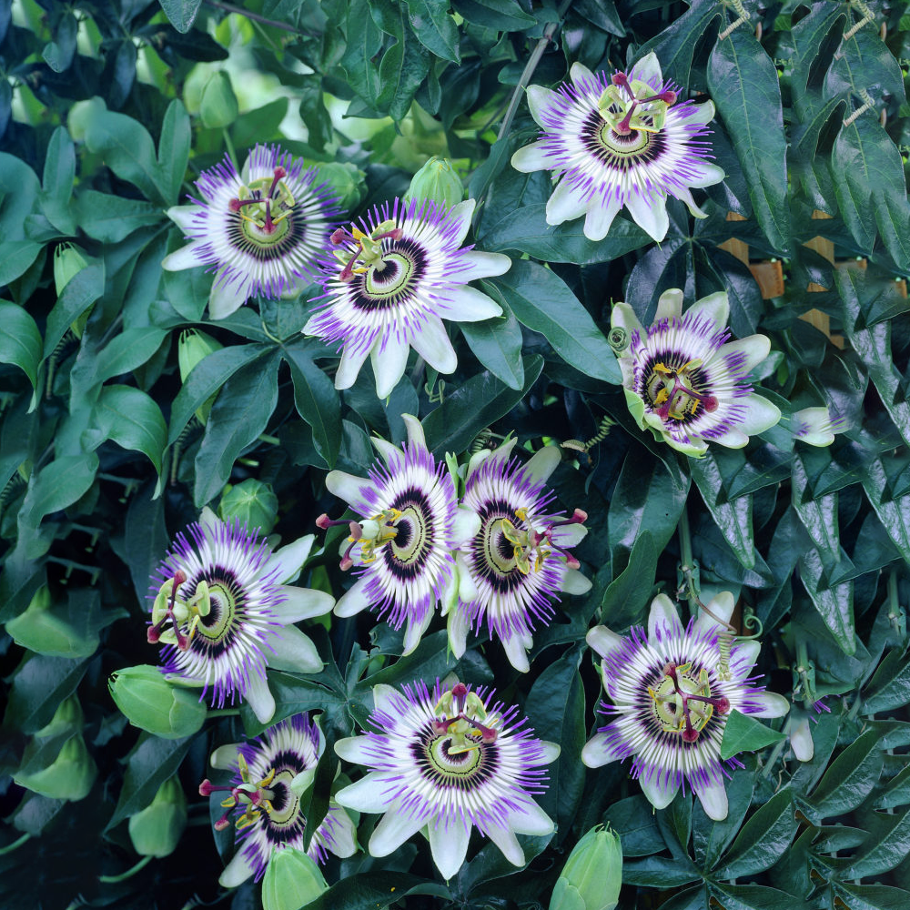 Passiflora Caerulea (9cm)