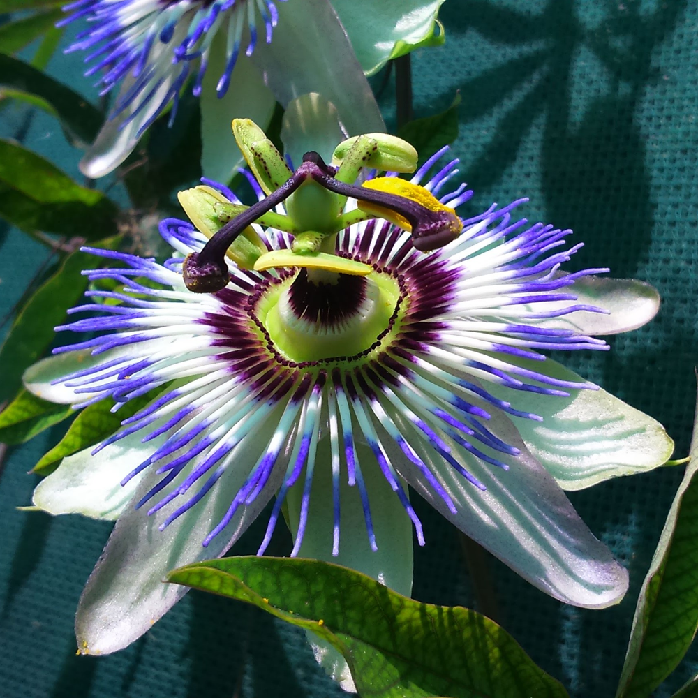 Passiflora Caerulea (9cm)