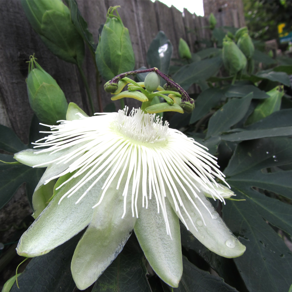 Passiflora Snow Queen (9cm)