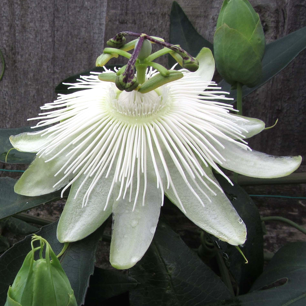 Passiflora Snow Queen (9cm)