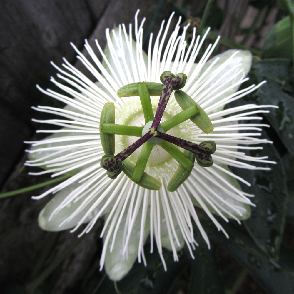 Passiflora Snow Queen (9cm)