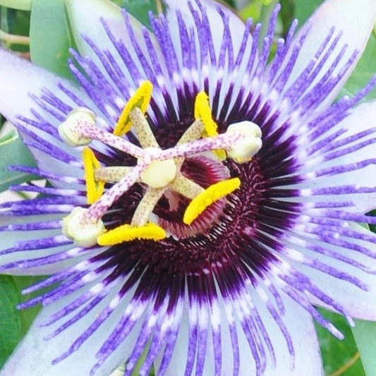 Passiflora Damsels Delight (9cm)