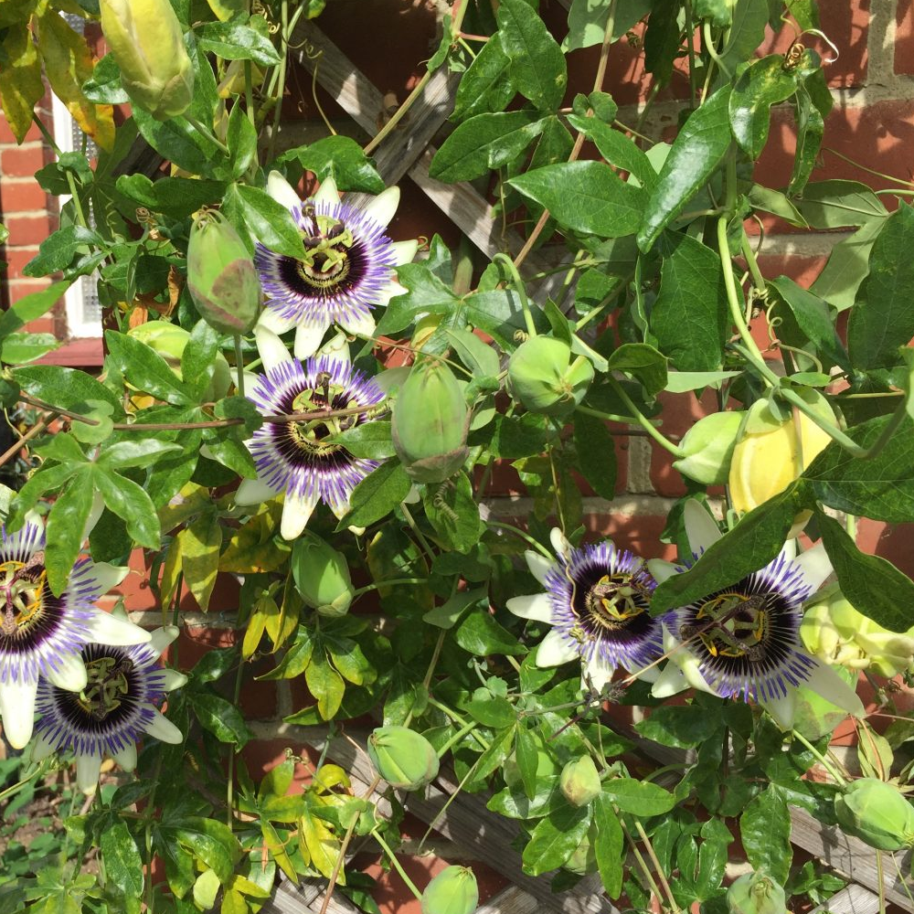 Passiflora Damsels Delight (9cm)