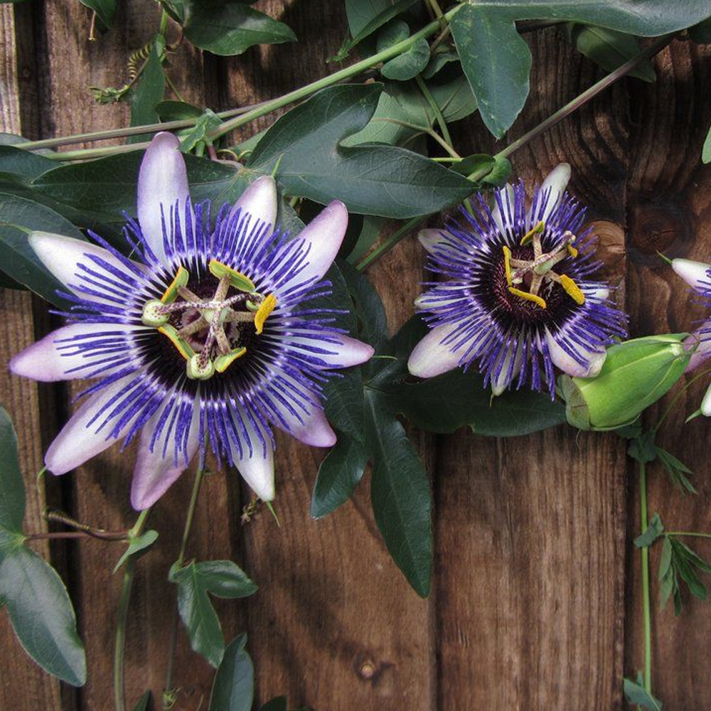 Passiflora Damsels Delight (9cm)