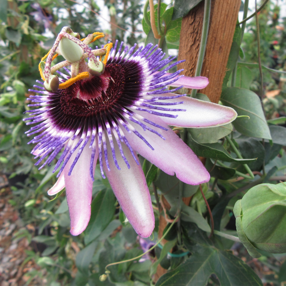 Passiflora Damsels Delight (9cm)