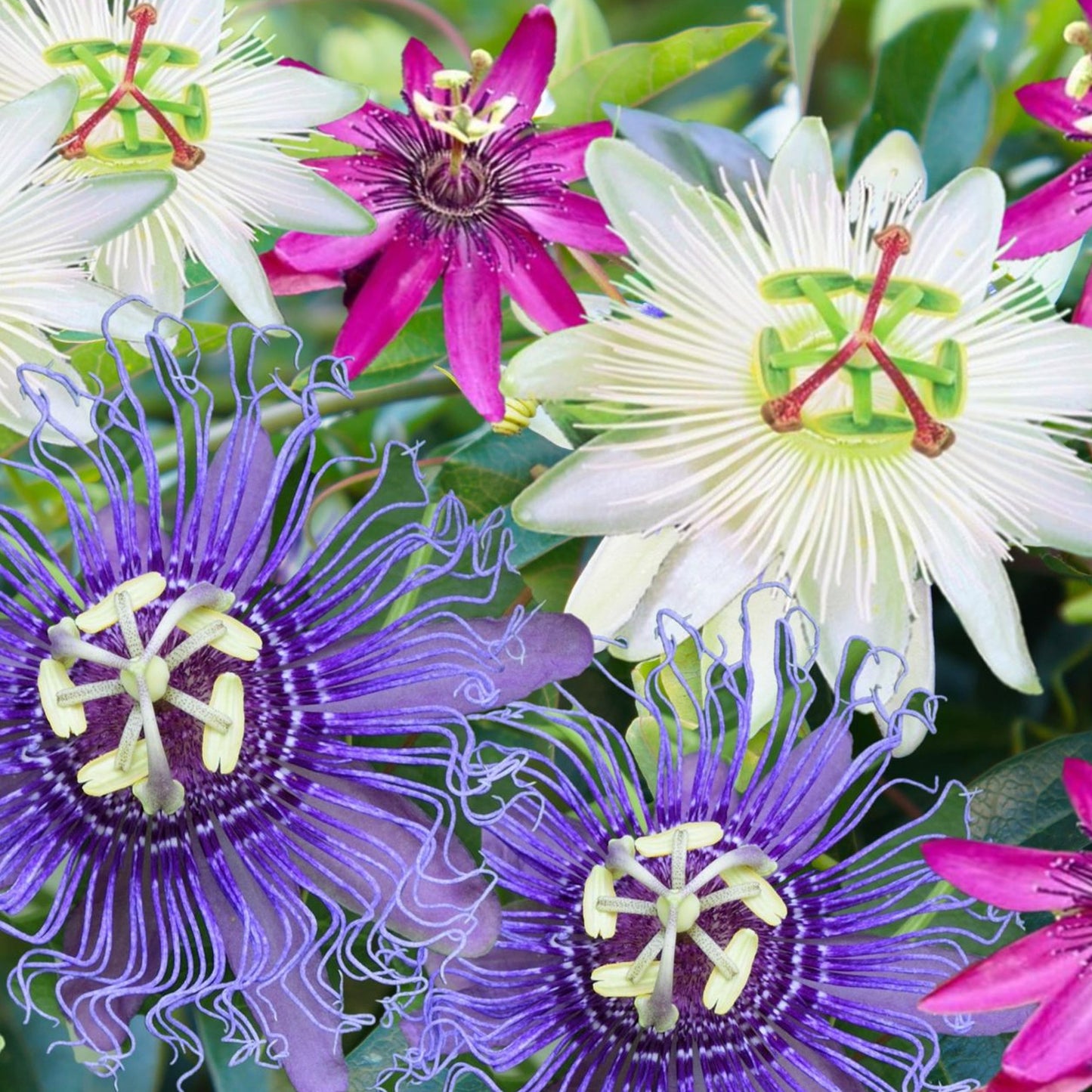 Passiflora Mix (Pack of 3, 9cm)
