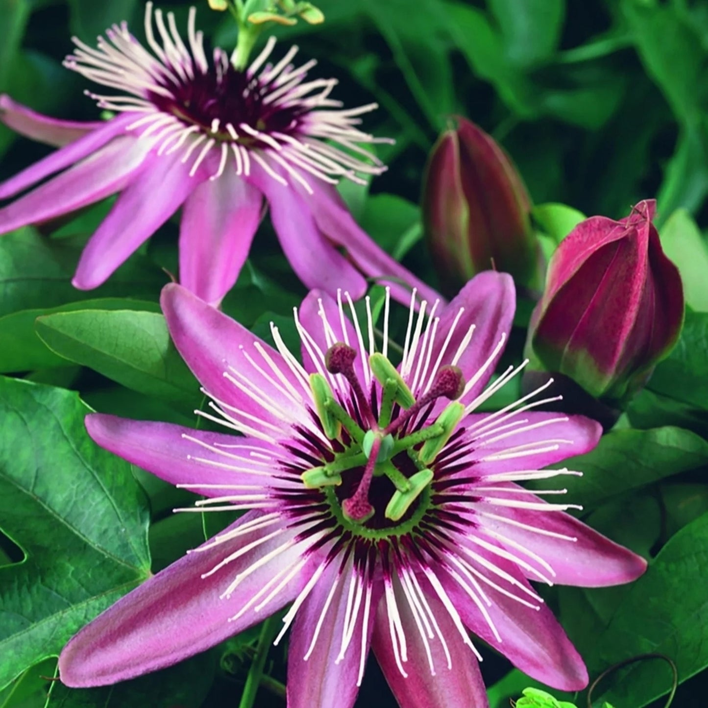Passiflora Mix (Pack of 3, 9cm)