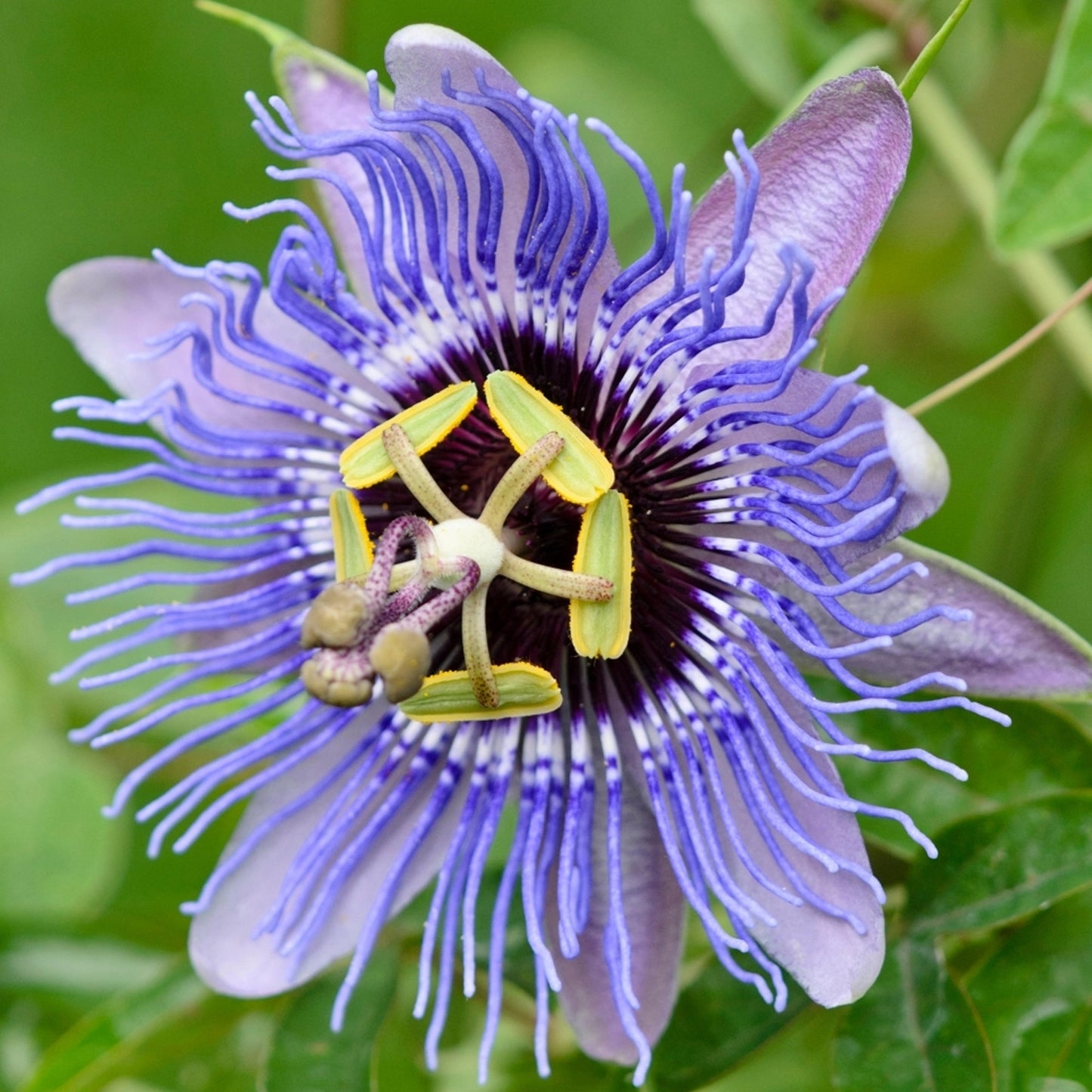 Passiflora Mix (Pack of 3, 9cm)