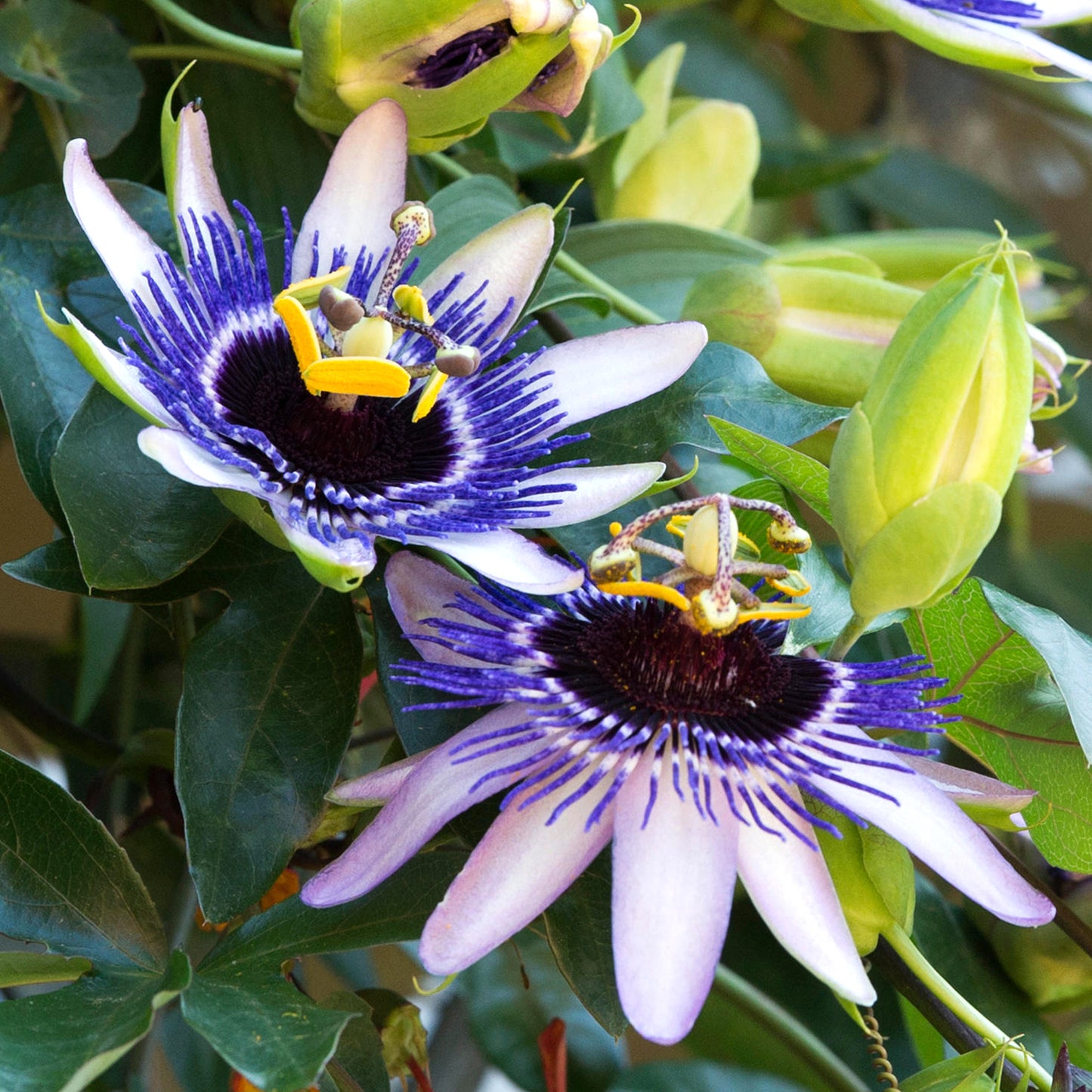 Passiflora Silly Cow