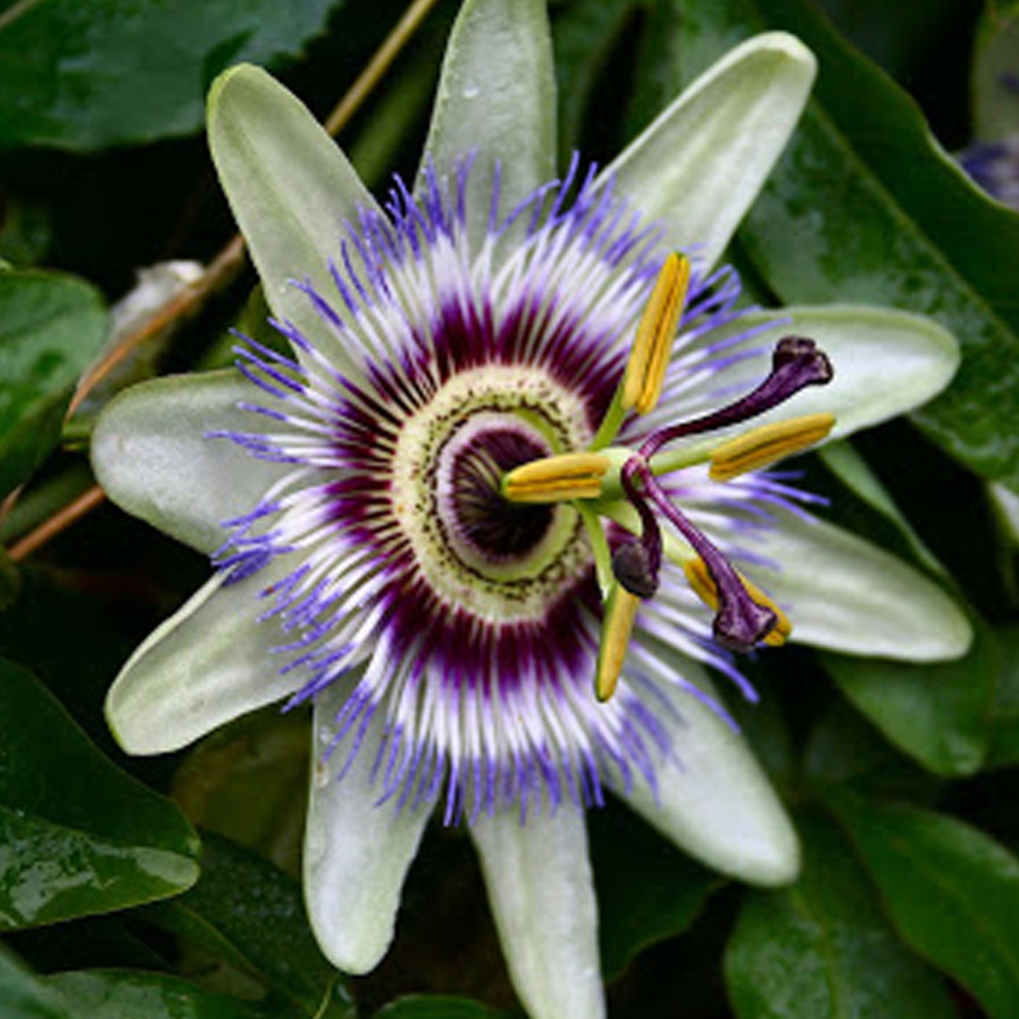 Passiflora Silly Cow